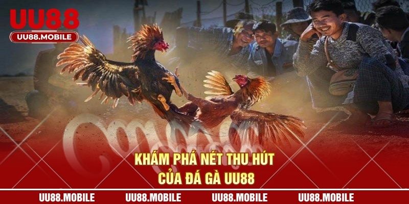 Khám phá nét thu hút của đá gà UU88